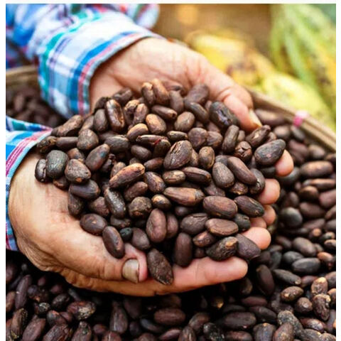 Export von hochwertigen Maragogipe-Kaffeebohnen, Excelsa-Kaffeebohnen, Kopi Luwak-Kaffeebohnen / Grüne Arabica-Kaffeebohnen / Brasilianisch