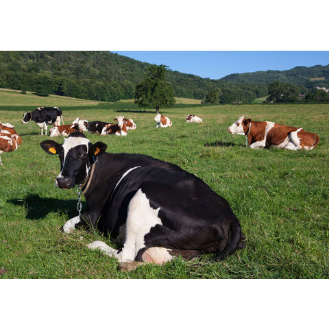 Novilhas Holstein prenhes de alta qualidade disponíveis a preços acessíveis. Ideais para a produção de laticínios, conhecidas pela sua excelente produção de leite.