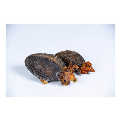 Getrocknete isländische Seegurke für Gourmet-Gerichte