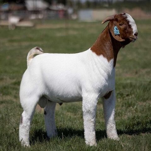 Chèvre Boer Vivante de Qualité Premium pour l'Élevage et la Reproduction. Achetez Maintenant avec Livraison Rapide et Excellent Rapport Qualité-Prix pour les Clients. for sale at factory direct price