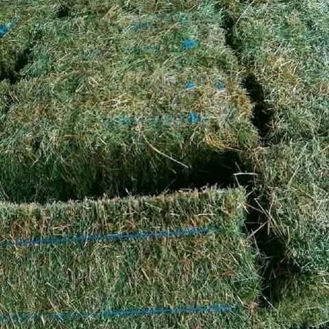 Feno de alfafa para alimentação animal no atacado em fardos, exportadores e fornecedores do Brasil, melhor qualidade, trevo fresco, pellets verdes à venda