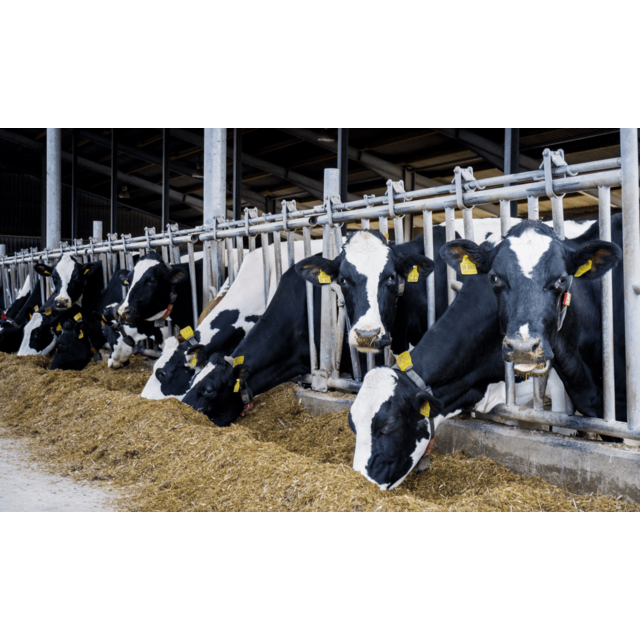 Vaches Laitires Vendre