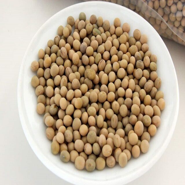 Fornecimento de exportação a granel de variedades de soja não OGM e OGM para produção de alimentos e rações for sale at factory direct price