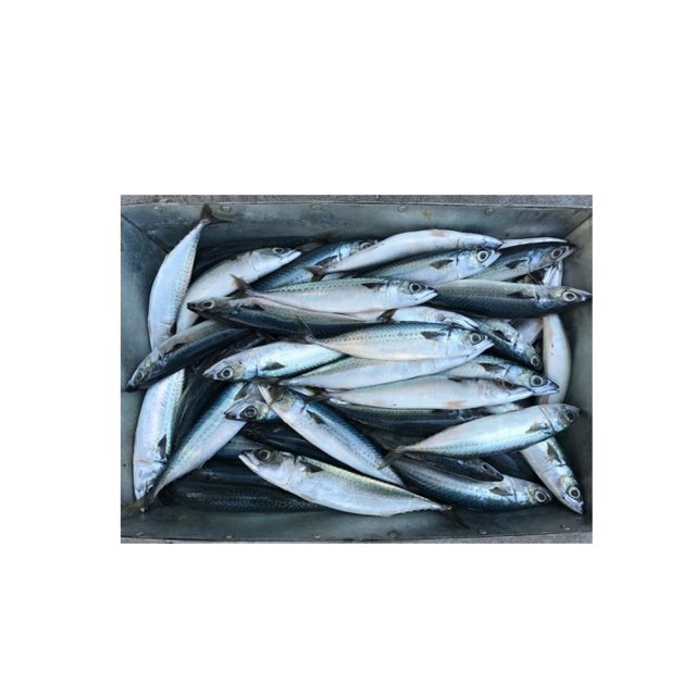 High Quality Frozen Whole Mackerel Fish for Sale Bulk Supply Affordable Price Best for Export and Wholesale