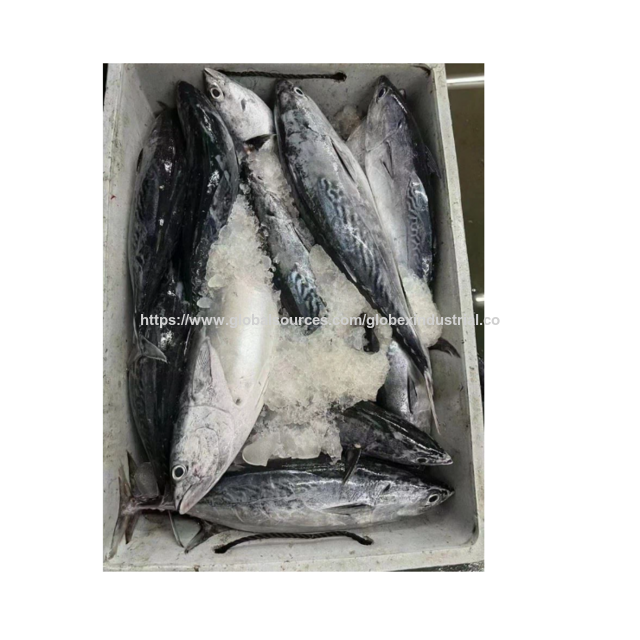 High Quality Frozen Bonito Tuna Fish for Sale Bulk Supply Affordable Price Best for Export and Wholesale Buyer Shipping Globally.