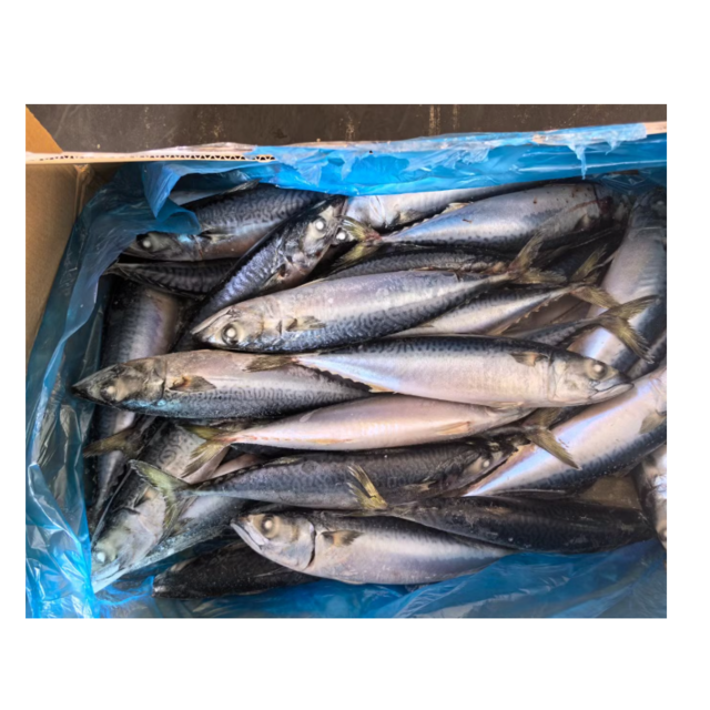 High Quality Frozen Pacific Mackerel Fish for Sale Bulk Supply Affordable Price Best for Export and Wholesale