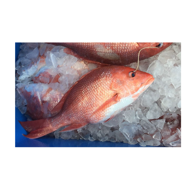 High Quality Frozen Red Snapper Fish for Sale Bulk Supply Affordable Price Best for Export and Wholesale Buyers