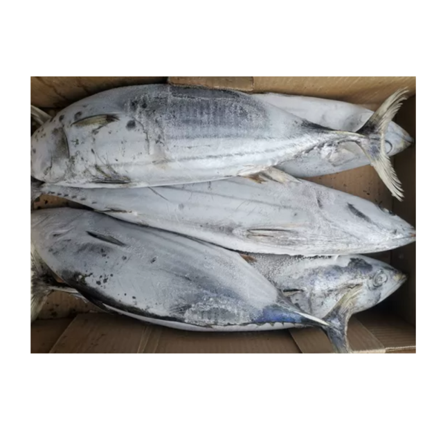 High Quality Frozen Skipjack Tuna Fish Cheap Price Bulk Fresh Frozen Seafood Exporter for Global Buyers