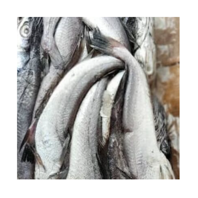Affordable Frozen Sardine Fish HGT for Sale Best Quality Bulk Supply High Demand Product for Seafood Markets