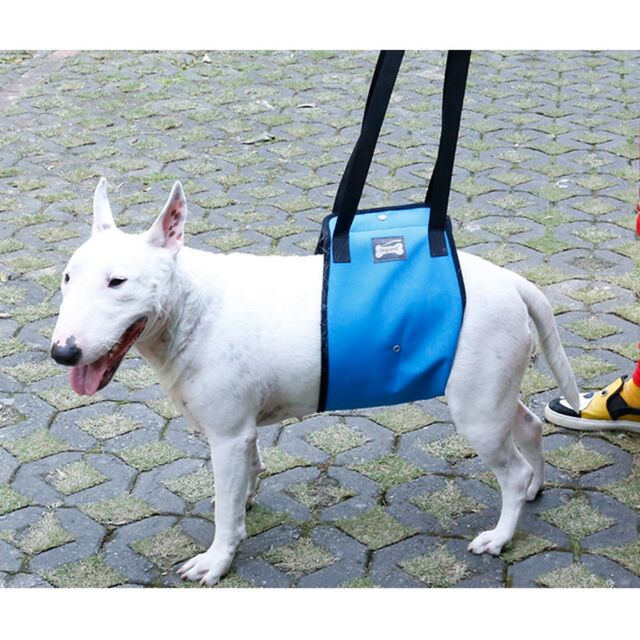 Productos de seguridad para mascotas al por mayor - Arnés de asistencia para mascotas para soporte y comodidad de las patas traseras for sale at factory direct price