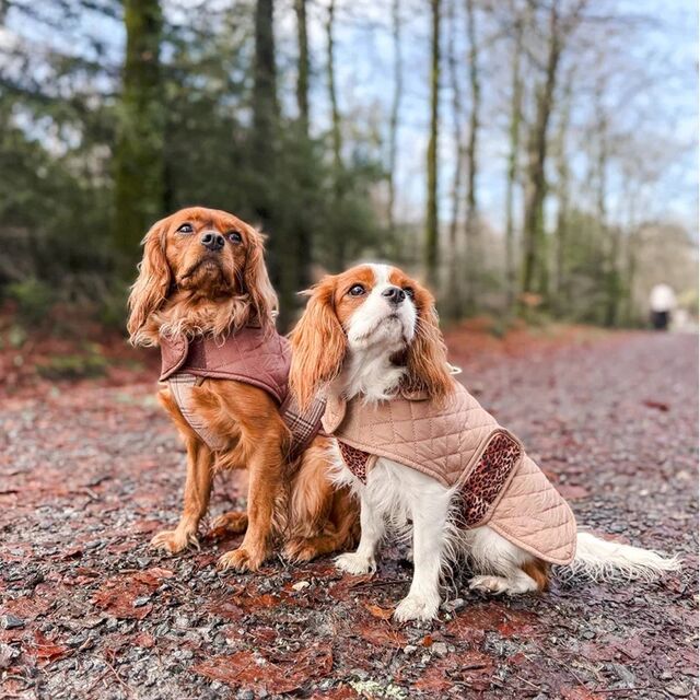 Chaleco Acolchado Cálido para Perros, Tejido Suave y Cómodo, Colores Retro y Diseños Elegantes, Resistente al Viento para Ropa de Mascotas de Otoño e Invierno al por mayor