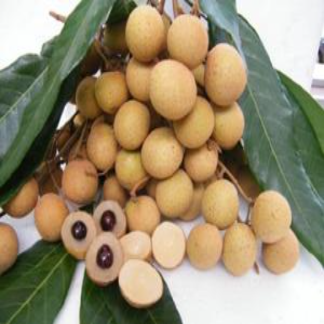 Fruta fresca de longan y fruta del dragón | Pitahaya roja | Pitahaya blanca | Importación de fruta del dragón for sale at factory direct price