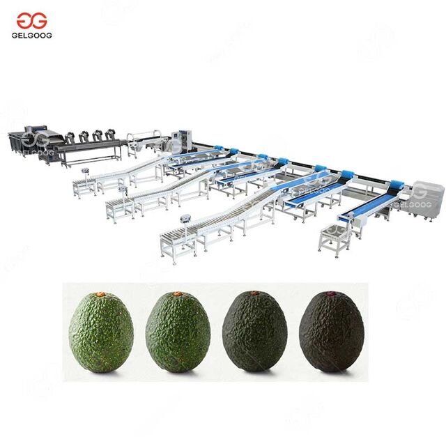 Avocado Washing And Grading Production Line Gentle Handling, Precision ...