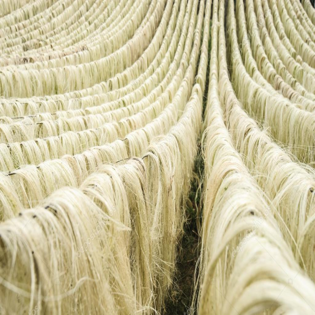 Fibra de Sisal Natural Premium para Cuerdas, Cordeles, Alfombras y Aplicaciones Industriales for sale at factory direct price