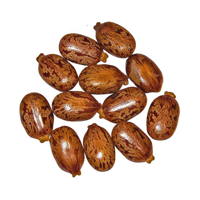 Graines de ricin et huile de ricin. Vente en gros et en vrac. Graines de ricin brunes séchées. Très bon marché et livraison gratuite. for sale at factory direct price