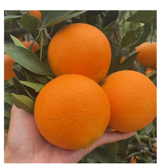برتقال فالنسيا حلو جديد الحصاد / متوفر للتصدير بالجملة for sale at factory direct price