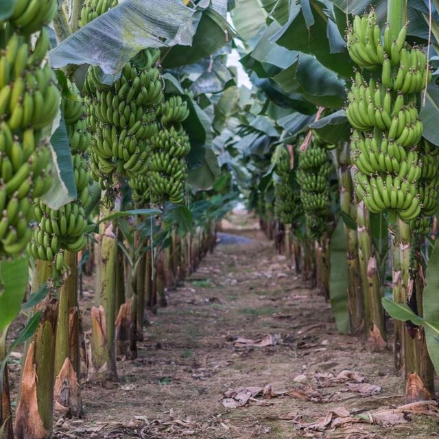 Bananes Cavendish Fraîches / Bananes Cavendish Vertes Disponibles en Vrac pour Expédition en Gros for sale at factory direct price