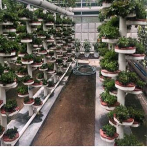Système de Culture Hydroponique NFT en PVC pour Serre, Cultivant de la Laitue en Intérieur