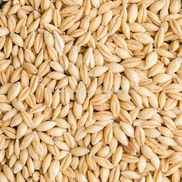 Orge de Haute Pureté pour Aliments pour Animaux, Grains Transformés Purs Riches en Fibres et en Énergie pour Fournisseurs d'Aliments Agricoles dans le Monde Entier for sale at factory direct price