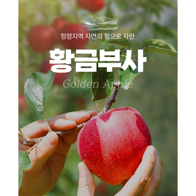 La epítome de la dulzura y la frescura: manzanas coreanas de alta calidad for sale at factory direct price