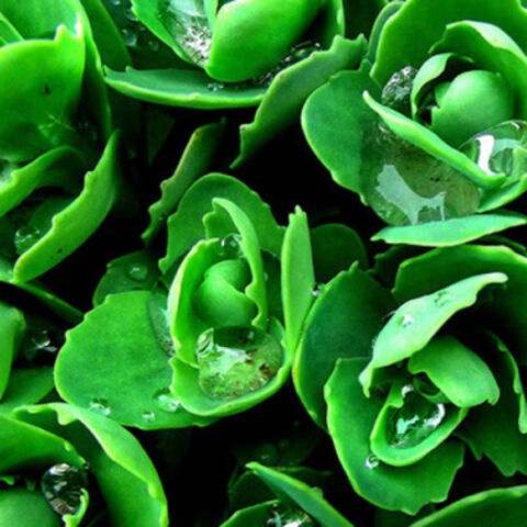Produtos personalizáveis para cuidados de plantas com opções de cores for sale at factory direct price