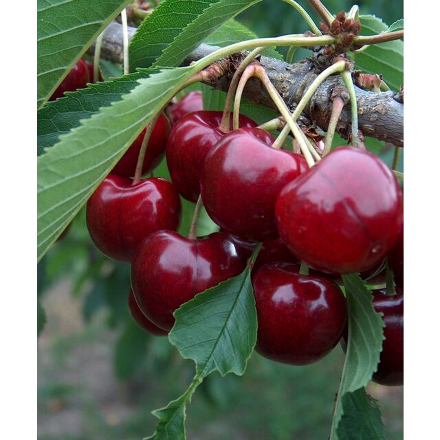 Cerezas Frescas Estilo Cereza - Cerezas Frescas de Alta Calidad for sale at factory direct price