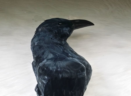Details about   Crow Decoy Realistic Crow Decoration Crow Decor Crow Decoys Halloween Black 