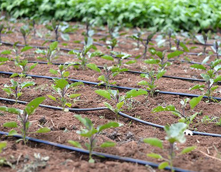 Haofy 20 Pcs Buses D'Arrosage 360° Type G - Irrigation Goutte à Goutte Serre Et Jardin