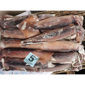 China Bulk Catching Fishing Bait Illex Fish Frozen Squid Whole Kalamar  Calamar - Explore China Wholesale Calamar and Frozen Mackerel Fish Price, Frozen  Squid, Kalamar