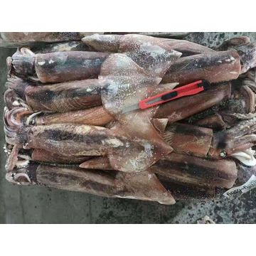 China Bulk Catching Fishing Bait Illex Fish Frozen Squid Whole Kalamar  Calamar - Explore China Wholesale Calamar and Frozen Mackerel Fish Price,  Frozen Squid, Kalamar
