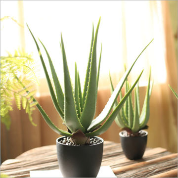 Bonsái de cactus suculento artificial, escenario de bricolaje, jardín, fiesta en casa de vacaciones