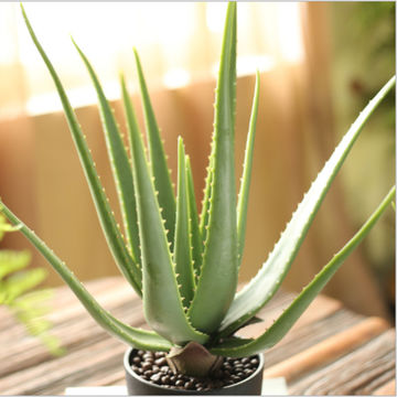 Bonsái de cactus suculento artificial, escenario de bricolaje, jardín, fiesta en casa de vacaciones