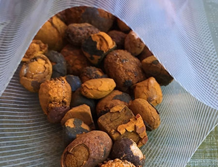 High Quality Dried Cow Ox Gallstones / Cattle gallstones supplier