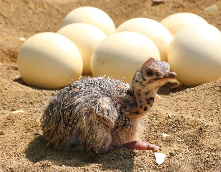 Which Egg Type Is Best? Chicken, Duck or Ostrich?