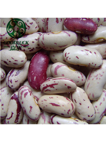 Buy Sadaf Light Red Kidney Beans 24 oz. -  –