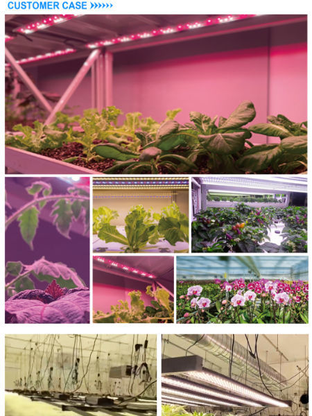 China 600W LED full spectrum plant grow light with Inventronic driver ...