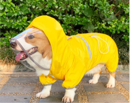 corgi raincoat