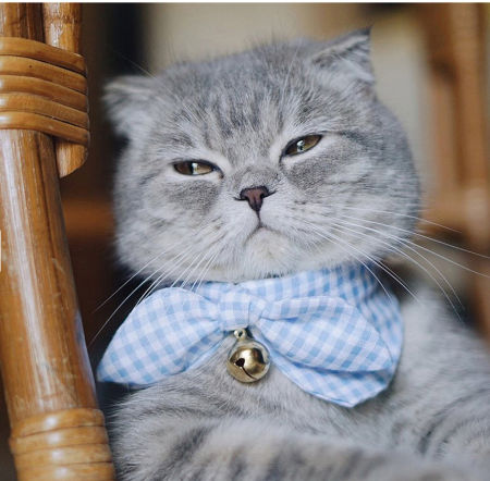 cat collar accessories