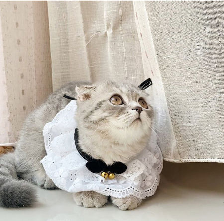 lace cat collar