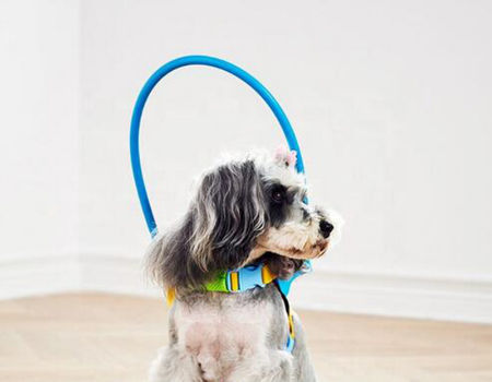 pet circle dog harness