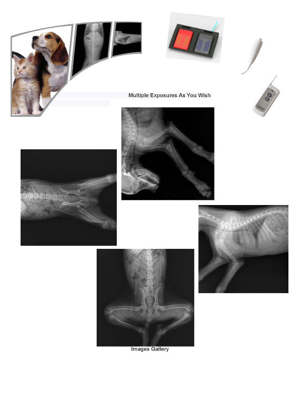 Hot sale veterinary digital xray machine radiography prices for small