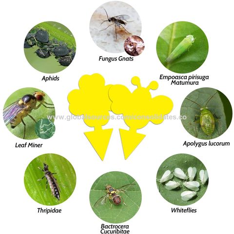 Yellow Sticky Fly Traps Factory Direct Wholesale Insect Plant