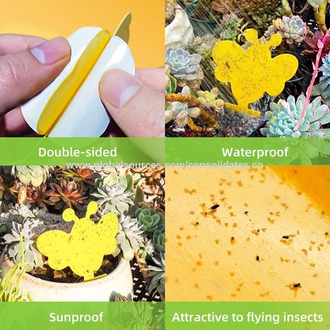Yellow Sticky Bug Traps Sticky Fruit Fly Gnat Trap Mosquitos,Fungus Dual  Sided Glue Insect Catcher to Control Bugs Indoor Outdoor for White Flies,  Aphids and Flying Pests in Potted Plants Trap Catcher 
