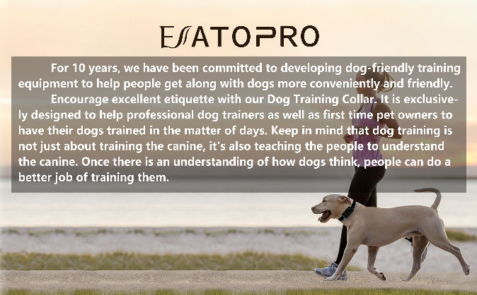 leash training with shock collar