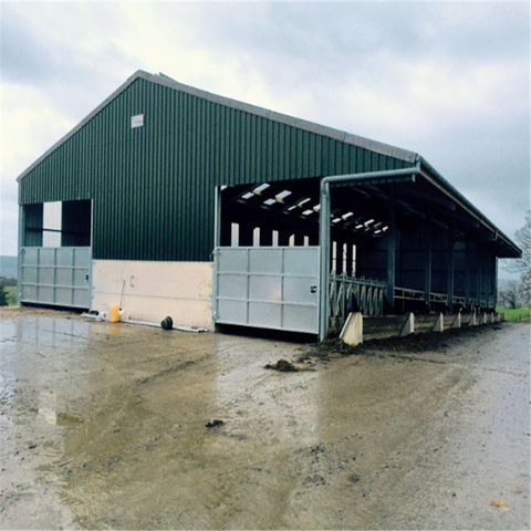 China Prefabricated Steel Structure Dairy Farm Shed Metal Cow Shed On 