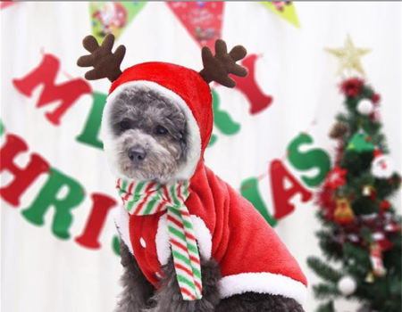 Ropa Del Chaleco Del Perro, Operación Suave De La Ropa Del Animal