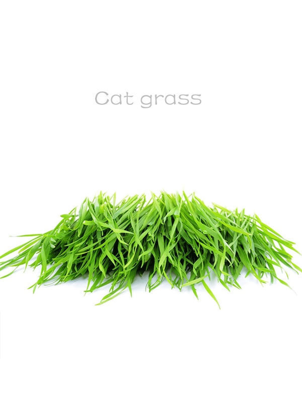 cat grass litter box