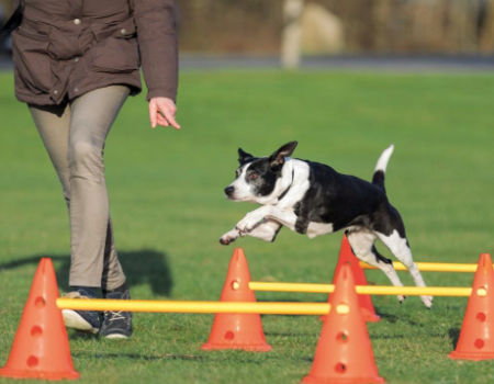 dog agility ladder