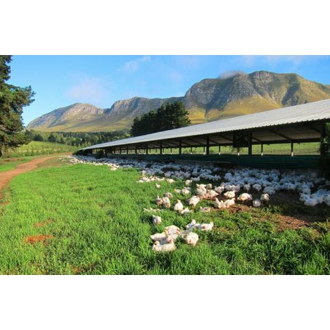 China Chicken poultry farm structures design / chicken shed poultry