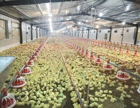 China Chicken poultry farm structures design / chicken shed poultry